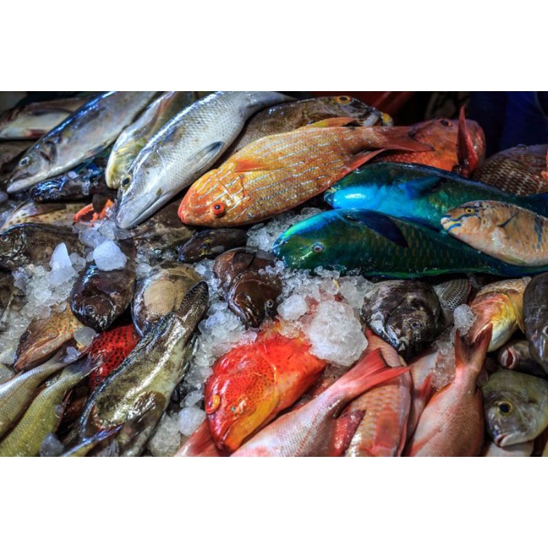 

ikan laut segar