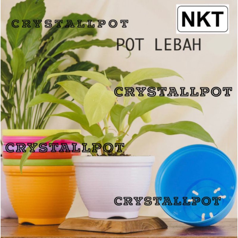 Pot bunga lebah warna warni 12cm