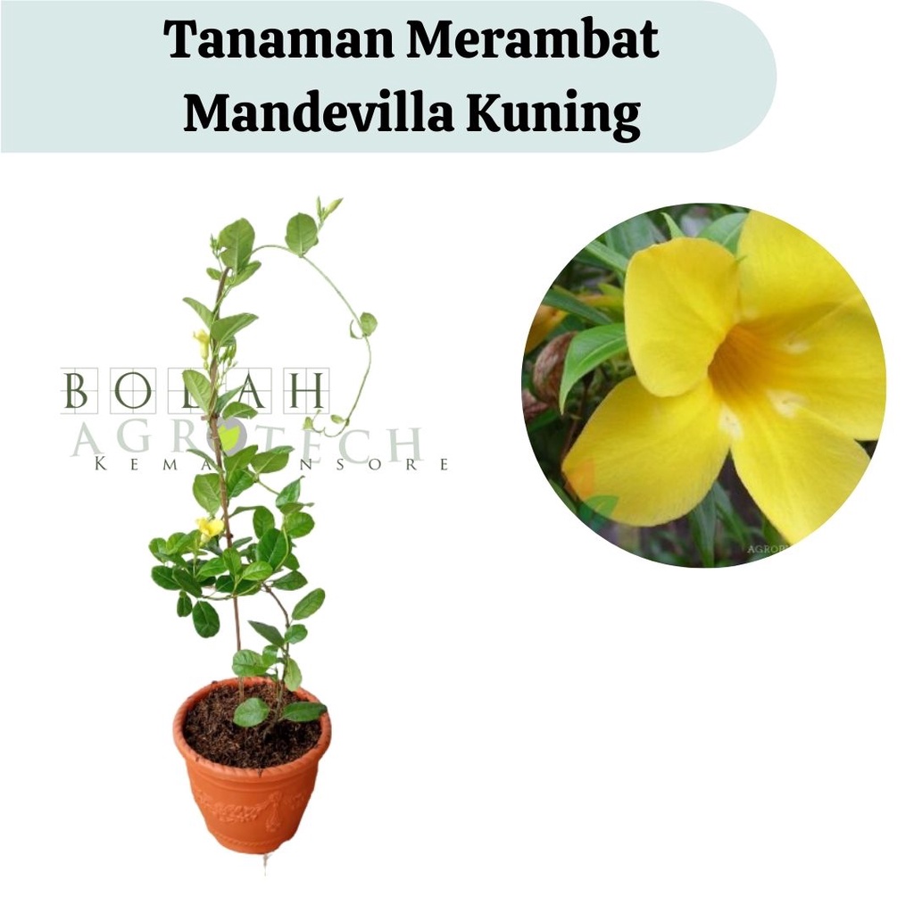 Tanaman Hias Impor Mandevilla Kuning