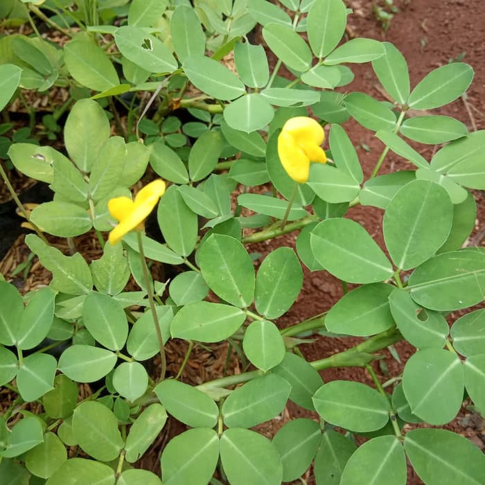 Jual Tanaman Menjalar Landep - Kacang Kacangan - Tanaman Pengganti ...