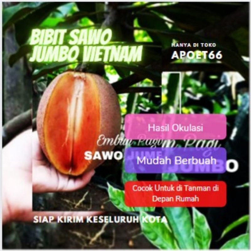Bibit Pohon Buah Sawo Jumbo Thailand besar manis