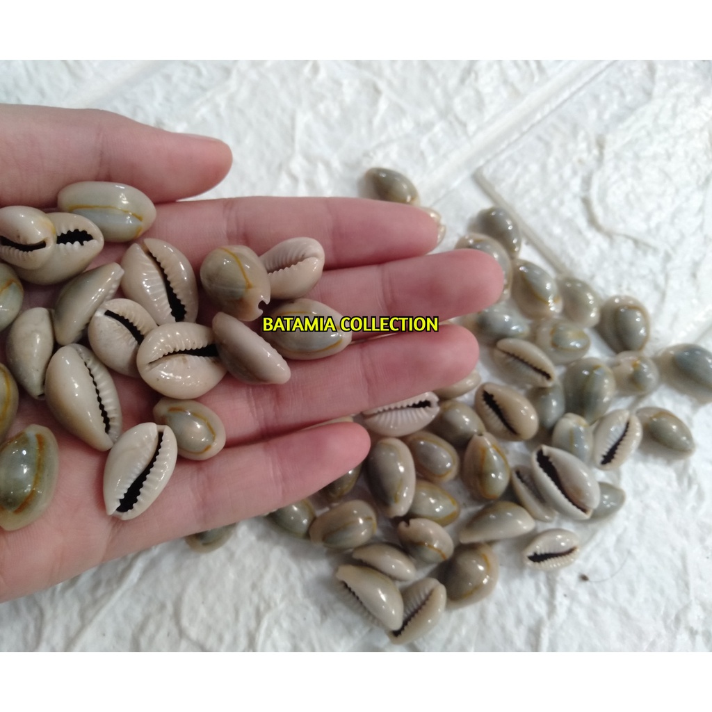 Biji Kuwuk Biji Kerang Asli Biji Kerang Murah