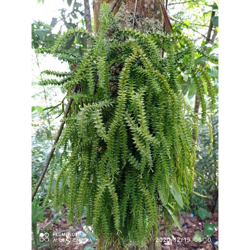 

promo Tanaman hias Huperzia / kumpai cucuk mugi laris