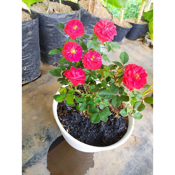 tanaman bunga mawar baby merah