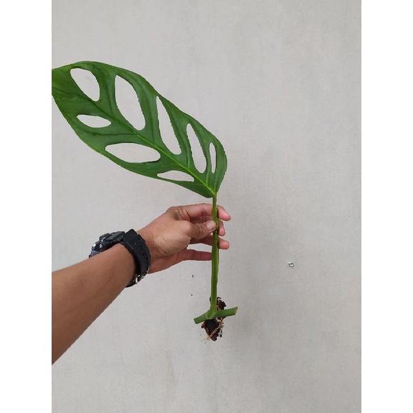 tanaman janda bolong ukuran besar berdaun 1 pancing bibit janda bolong berdaun 1 pancing