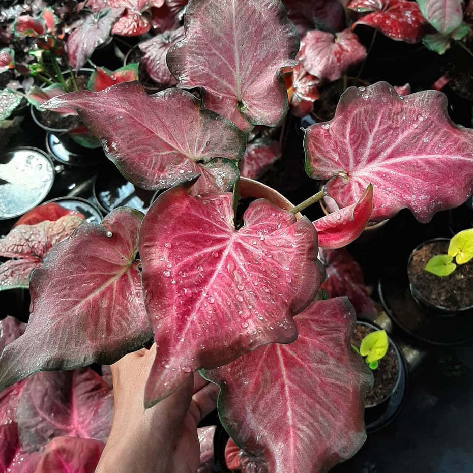 Keladi Ramla Pink Tanaman Hias Hidup Bibit Murah Caladium Ramla Pink Bukan Bonggol