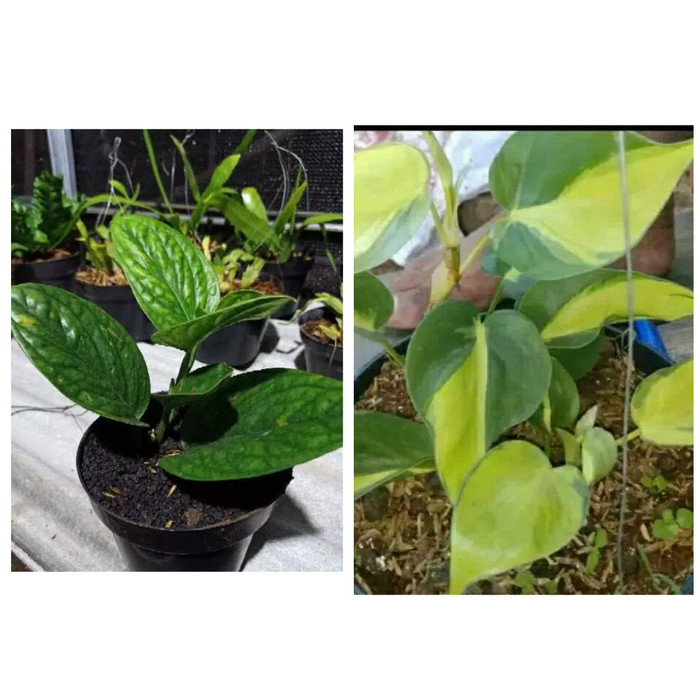 paket 2 Tanaman sirih gading philo brazilh dan sirih badak TERMURAH