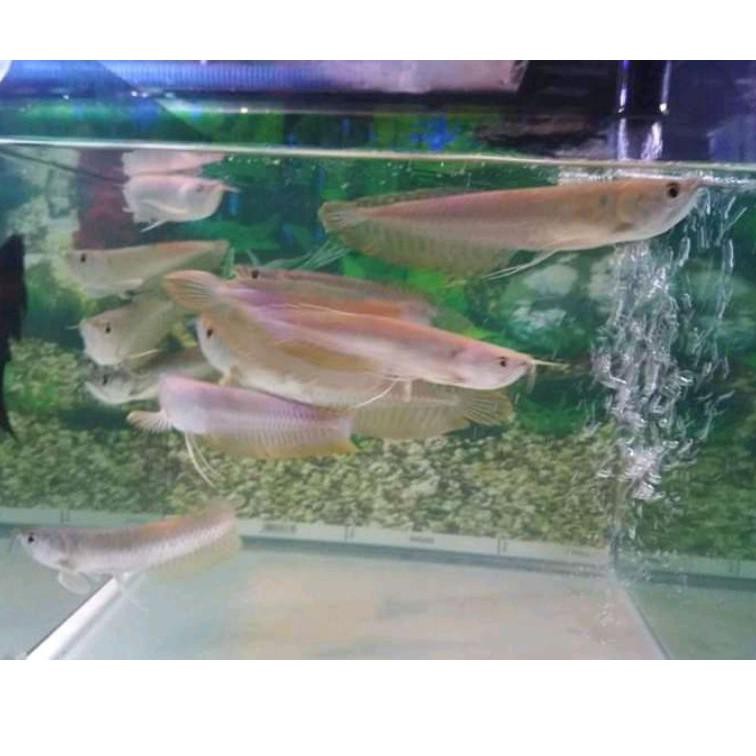 Update Stock ikan arwana silver size 13-14cm / fish arowana/ ikan arwana murah/ ikan hias/ ikan hias