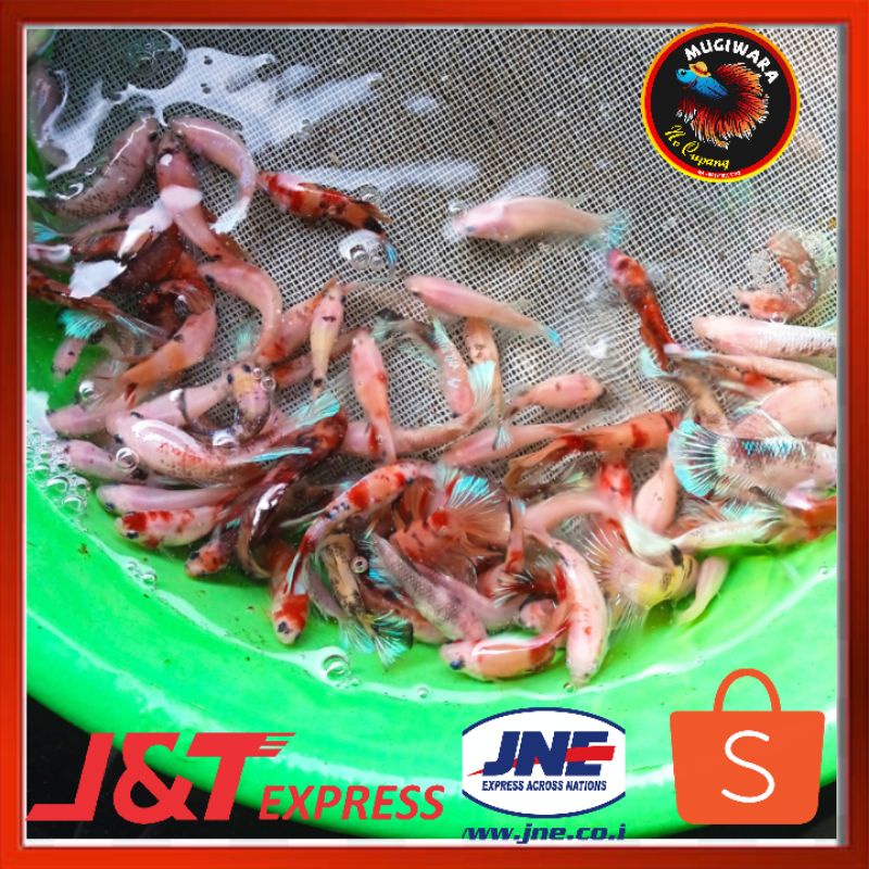 CUPANG PLAKAT HIAS NEMO JANTAN KOI RANDOM BUKAN TIPU TIPU