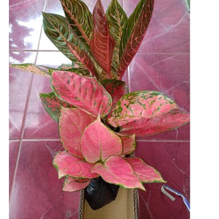 Q 393 BIG  APPLE  Tanaman Hias Aglaonema  Aglonema 9068 