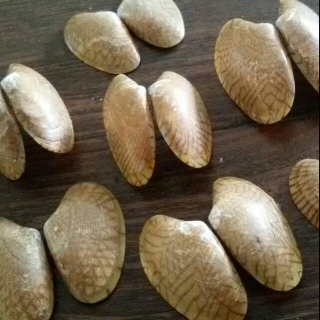 KERANG BATIK