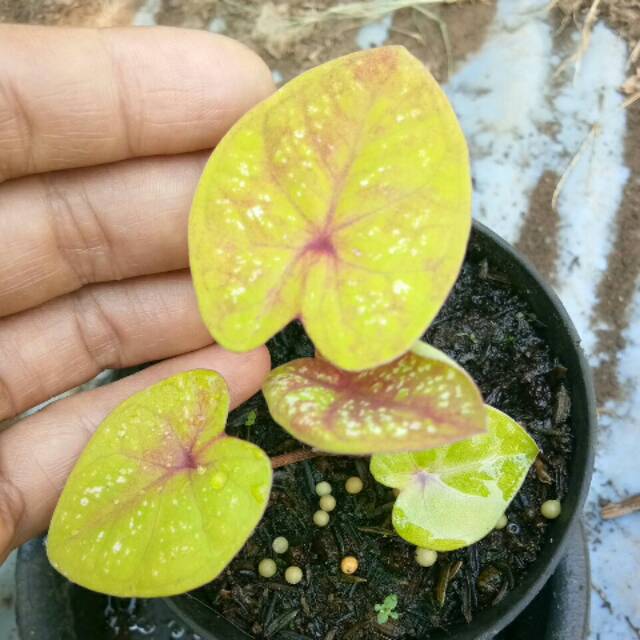 Caladium Yellow Hybrid Thai Series Kode G Shopee Indonesia