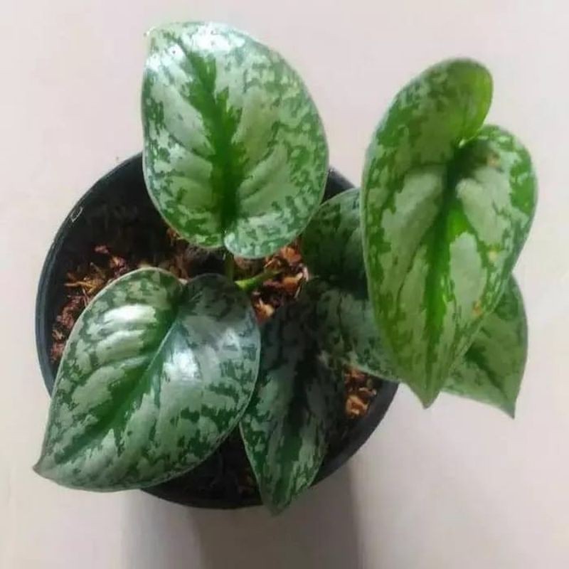 Scindapsus Sirih Gading Silver