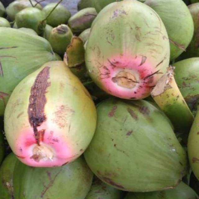 

KELAPA IJO SUPER/pcs