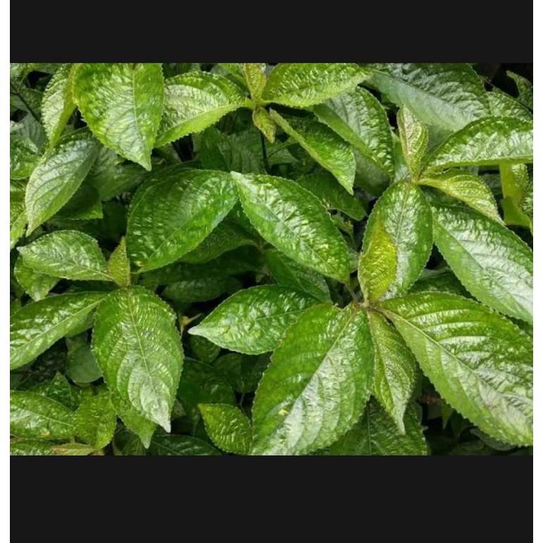 

daun keji beling termurah 100gr