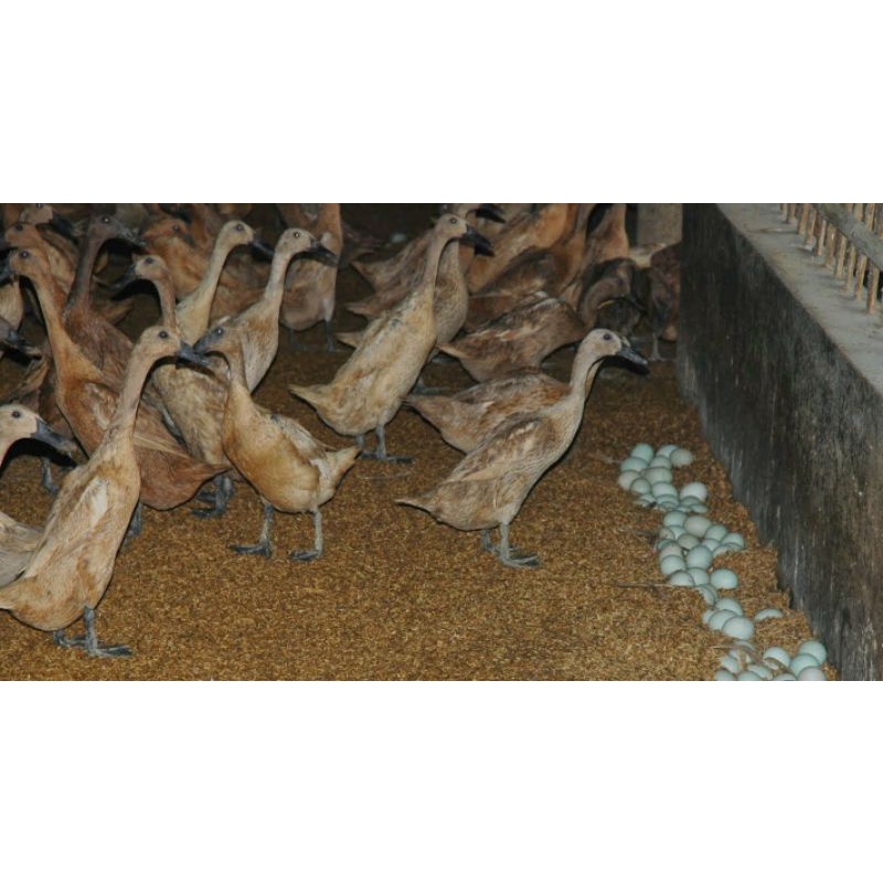 

TELUR FERTIL BEBEK JAWA PETELUR HANDAL UNTUK DI TETASKAN