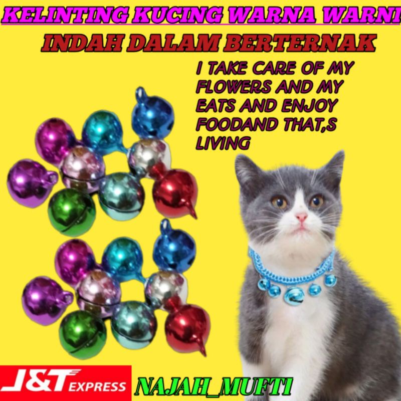 KLINTING KUCING ANGGORA.
