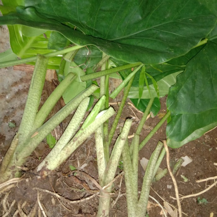 Promo Bonggolan alocasia zebrina totol-totol di tangkai - Tanaman Hias