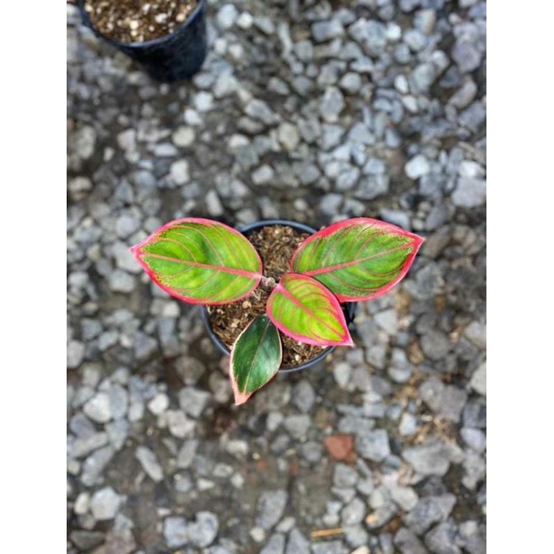 AGLONEMA KANZA REMAJA