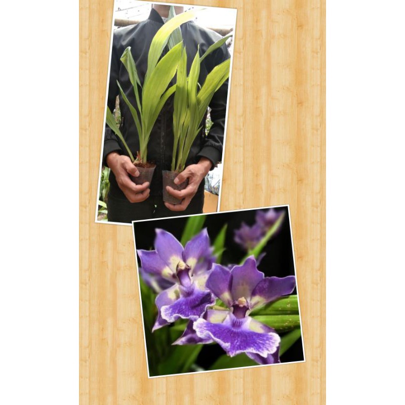 zygonisia Murasaki Komachi