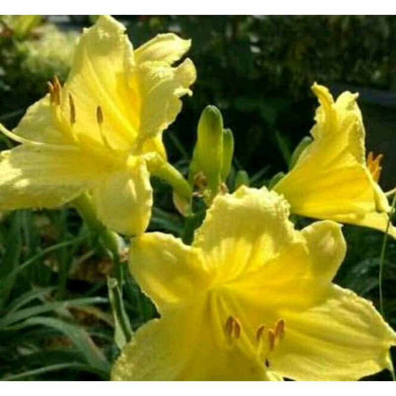 

lili day bunga kuning