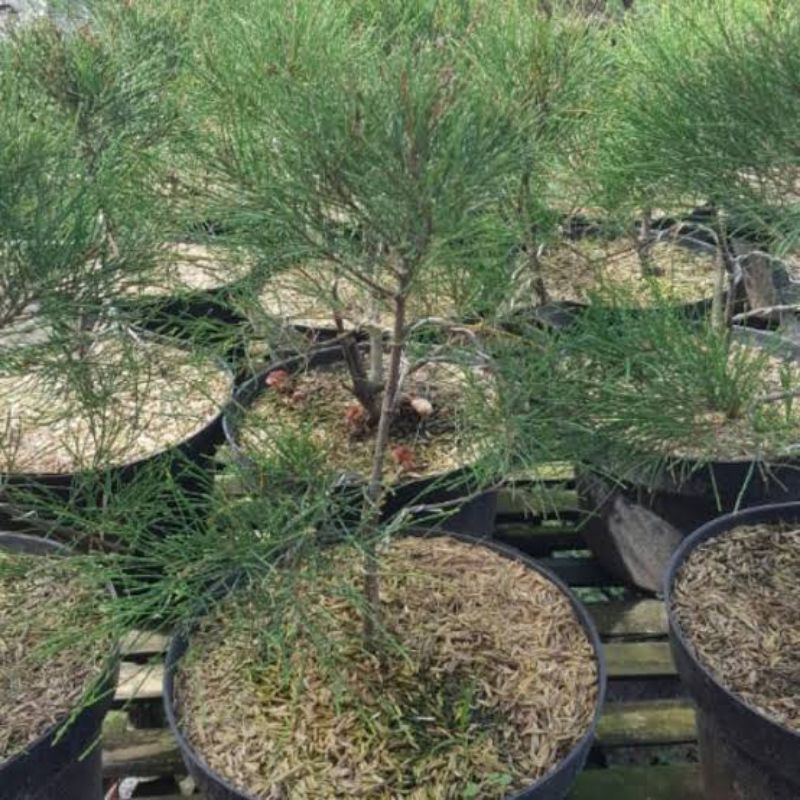 Tanaman Bunga Cemara Udang(Casuarina Equisetifolia) - Bibit bunga cemara udang bisa di bonsai - BAKUL KEMBANG