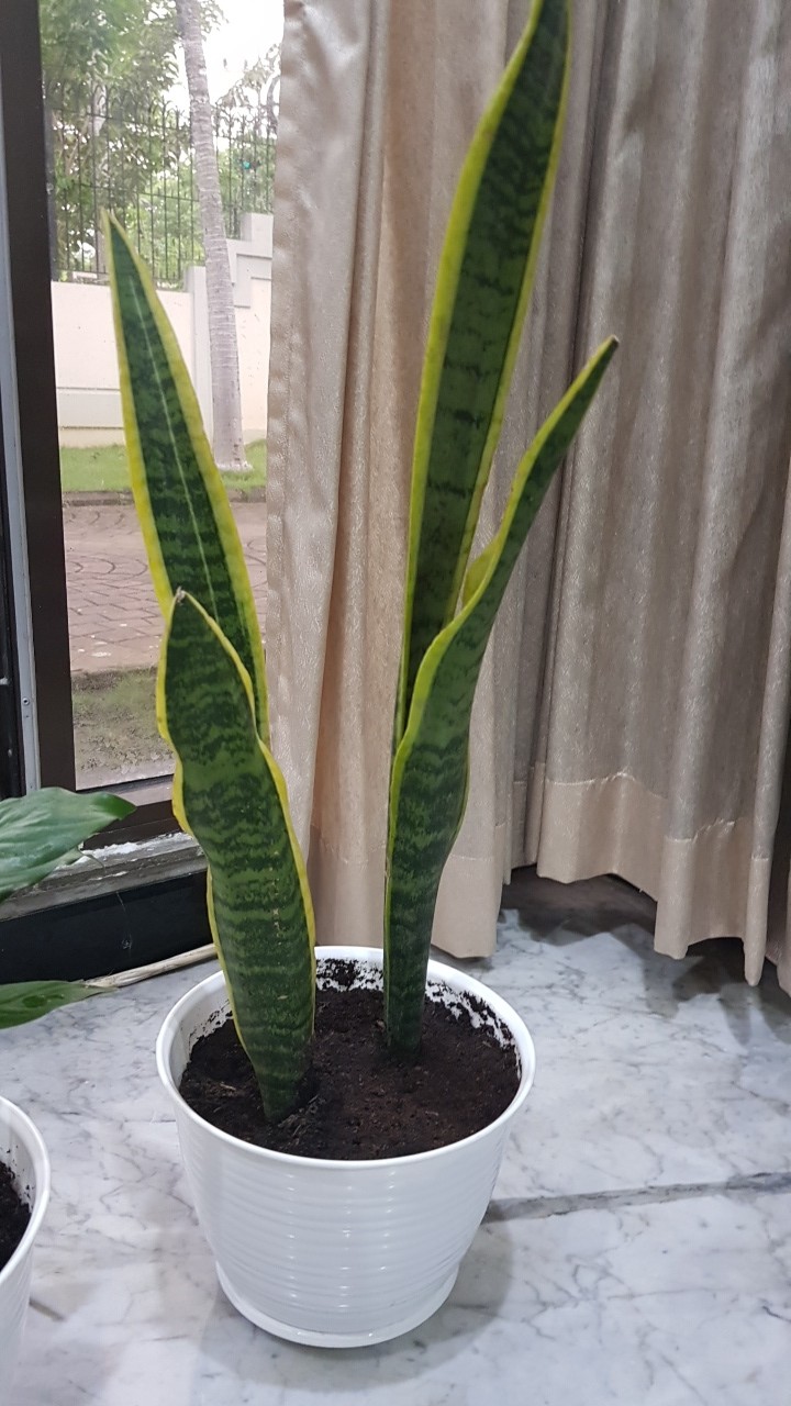 Tanaman Hias Lidah Mertua