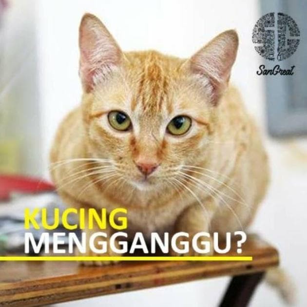 

Berkualitas Ampuh Pengusir Kucing Bye Bye Cat Gel Outdoor 100 Gr Gilaa!!!