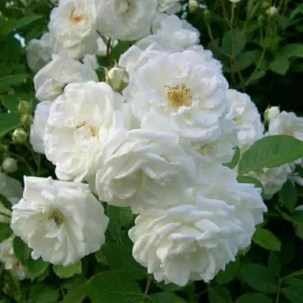 Terlaku... Bunga Mawar rambat mangkok hidup  /climbing rose 05Y