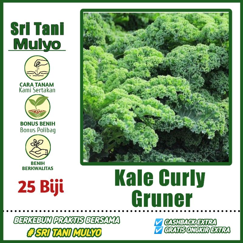 25 BIJI - BENIH BIBIT KALE GRUNER / KALE KRITING IMPORT - BIBIT SAYURAN BENIH SELADA PAKCHOY BAYAM H