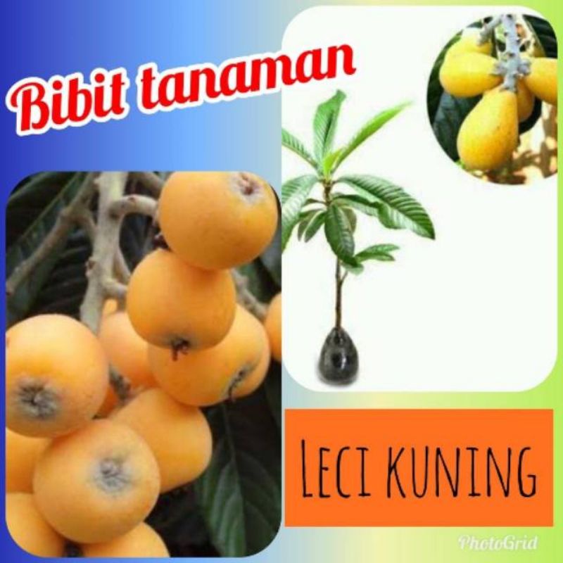 Bibit Tanaman Buah Leci Kuning/Leci biwa siap berbuah