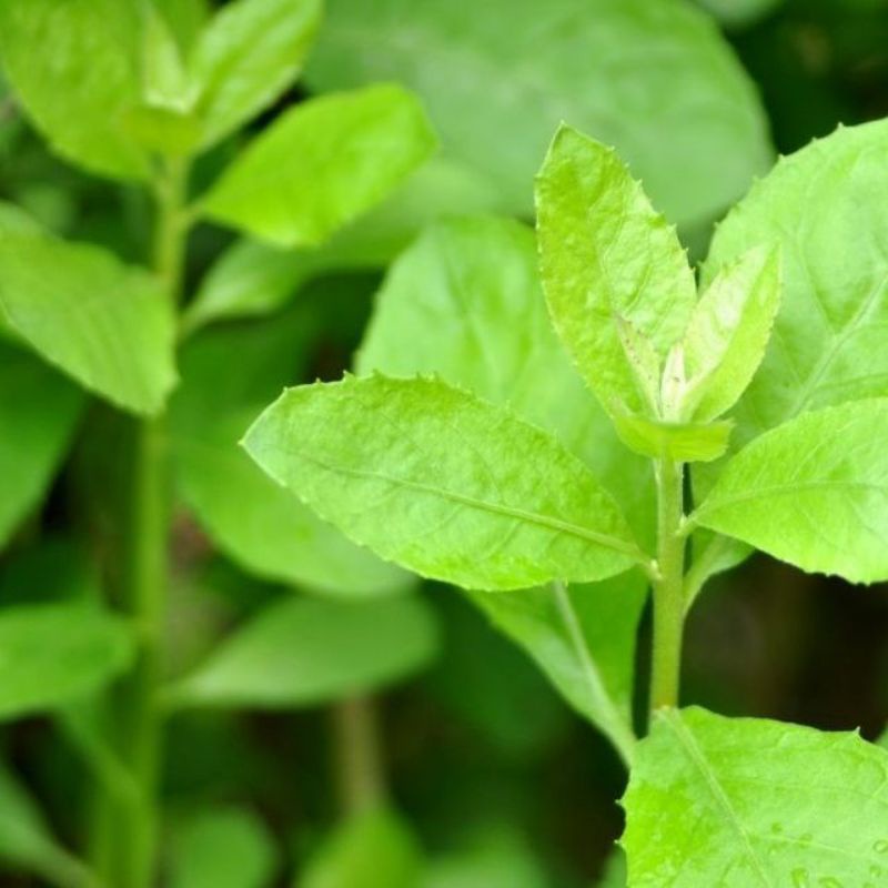 

daun beluntas - daun bluntas segar