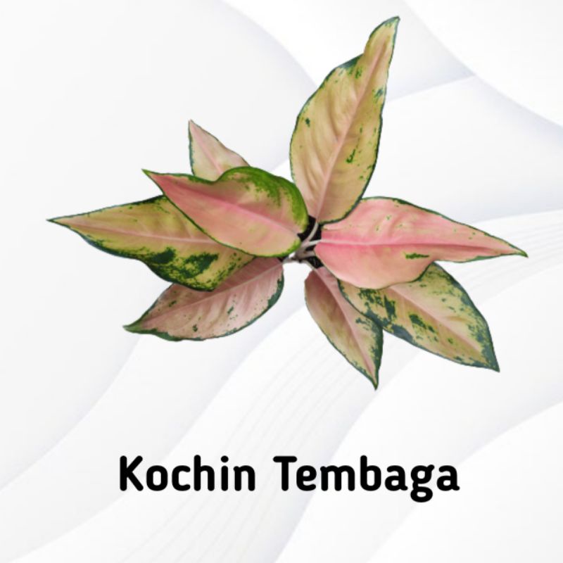 Aglaonema Kochin Tembaga