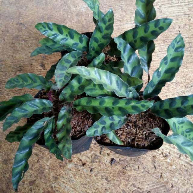 Tanaman hias calathea lancifolia pohon ekor merak tanaman bulu ayam keytaman02
