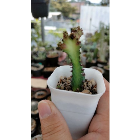 Euphorbia red dragon