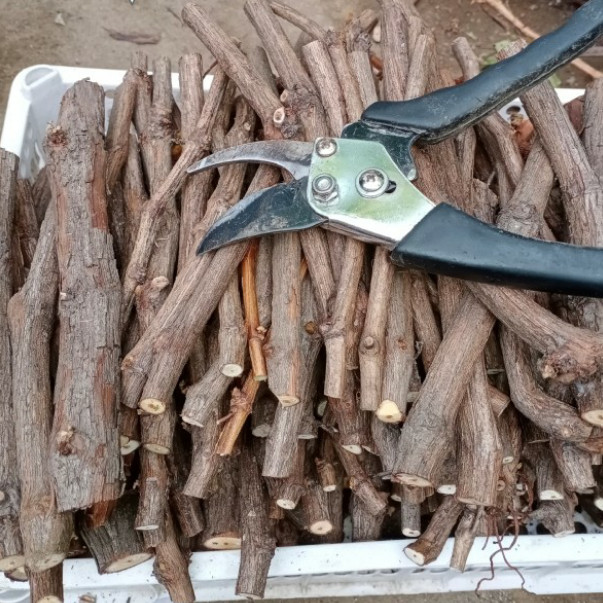 Cutting Anggur lokal Rm dan Isaabella