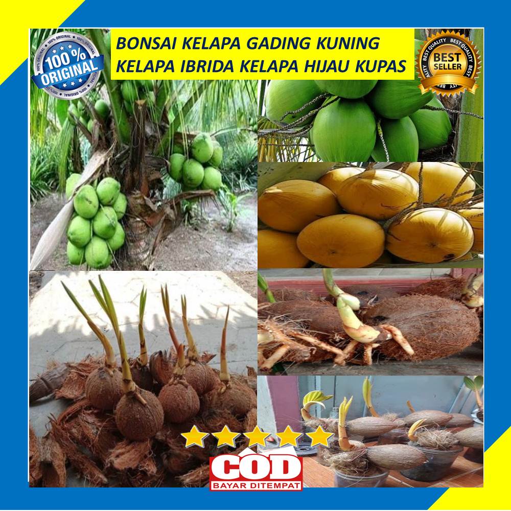 Bahan Bonsai Bibit  Kelapa Gading Kuning Kelapa Ibrida Kelapa Hijau Kupas