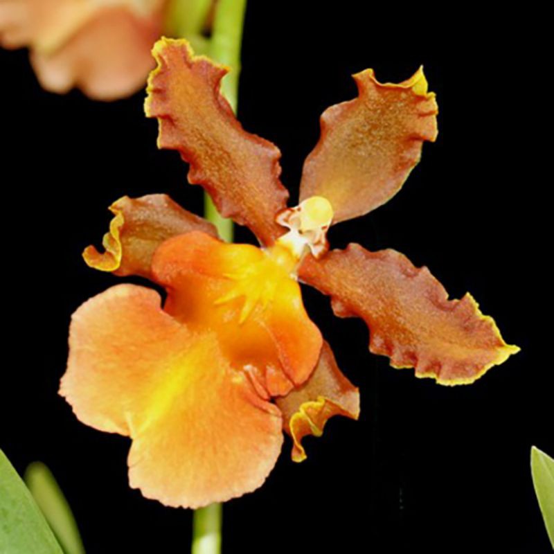Bibit Seedling Anggrek Oncidium Cantante (jenis spesies)