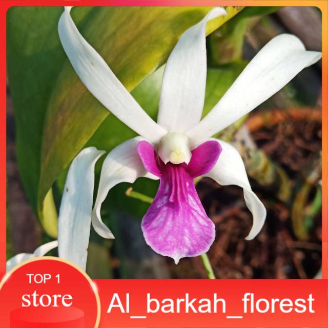 anggrek dendrobium mesangnil remaja