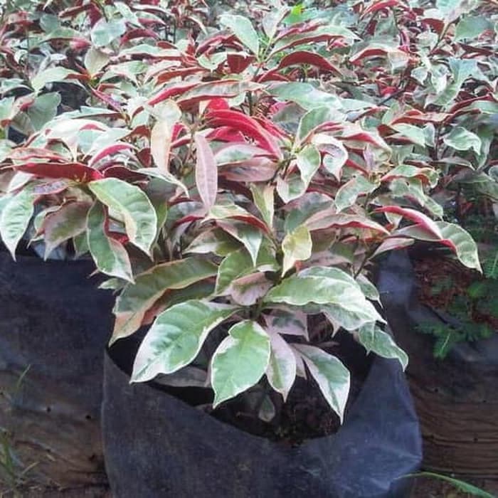 

pohon sampang dara / sambang darah