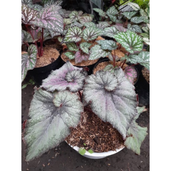 Tanaman Begonia Keong / Rex Keong Putih Pink