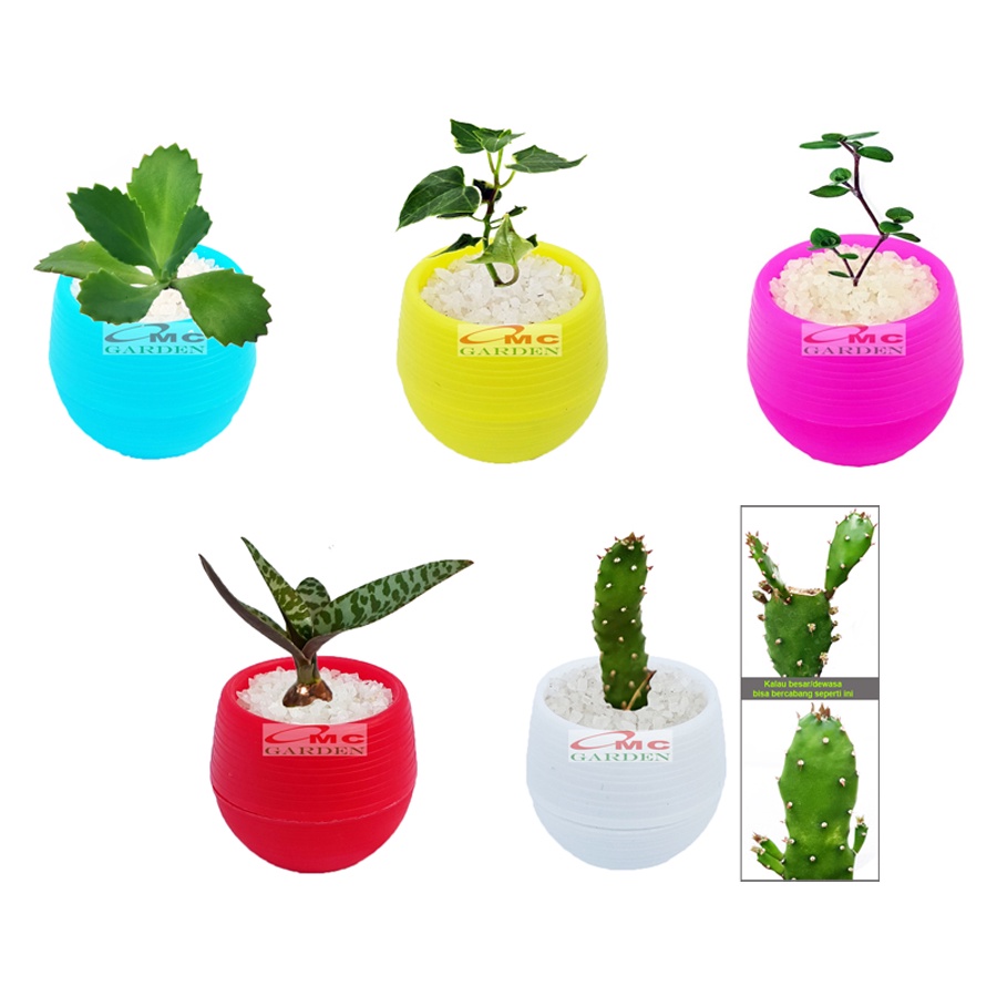 Tanaman Hias Sukulen Sekulen Mini Succulent Kaktus plus Pot Bola Warna SKLN-016-020