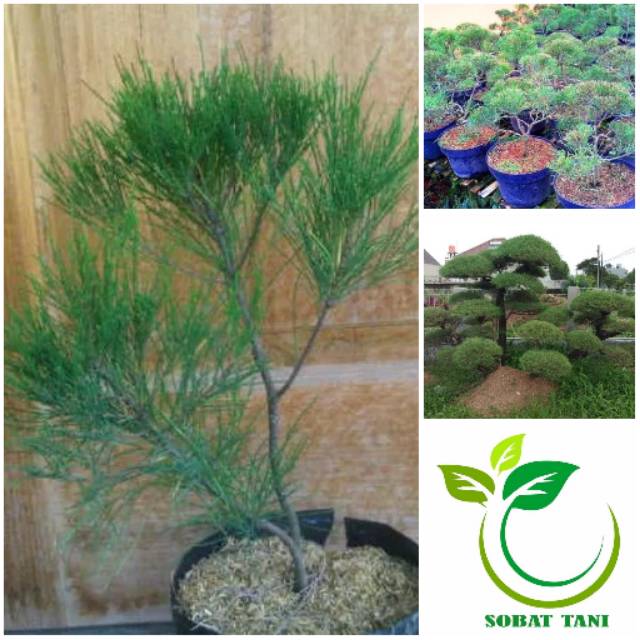 Bibit Pohon Cemara Udang - Tanaman Hias Cemara Udang