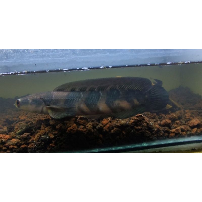 CHANA MARU RED BARITO ASLI 23-24CM