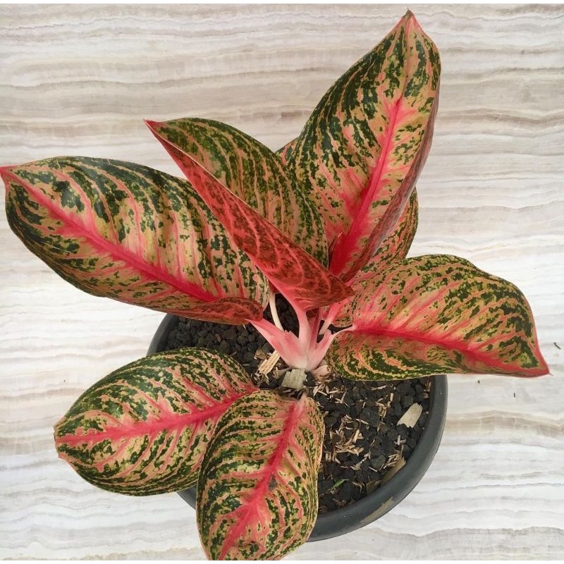 Bibit bonggol aglonema widuri merah