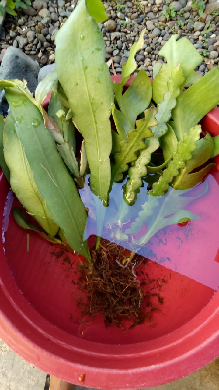 Tanaman Bunga Wijaya Kusuma Putih