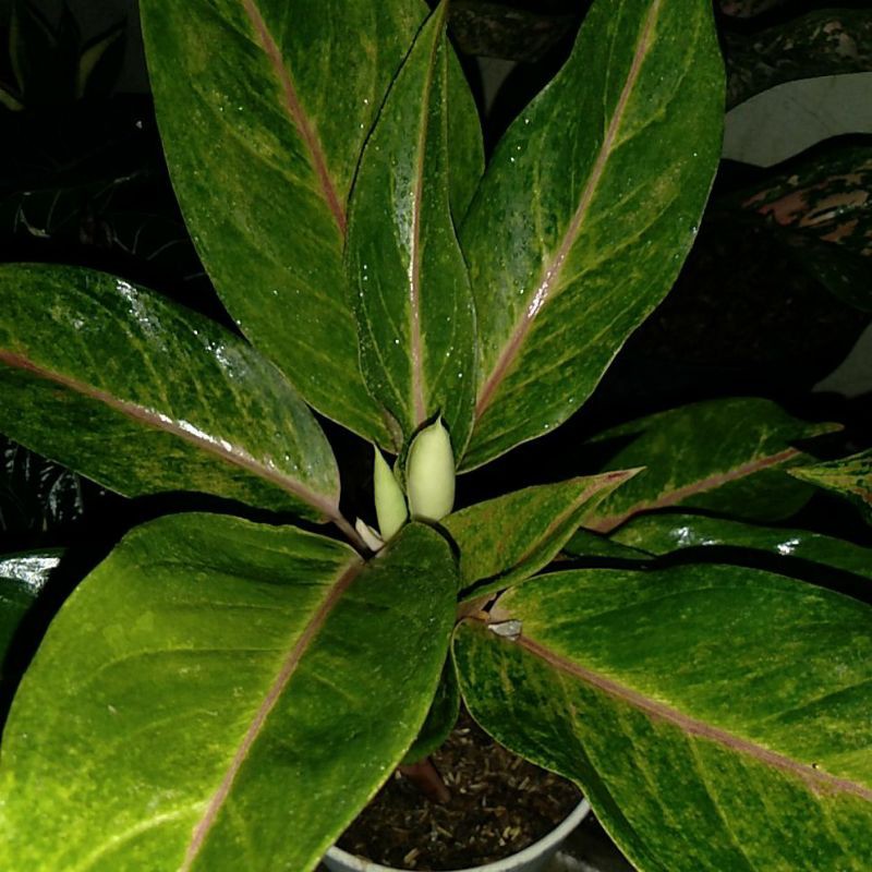 Aglonema Caribian/ Red Panama