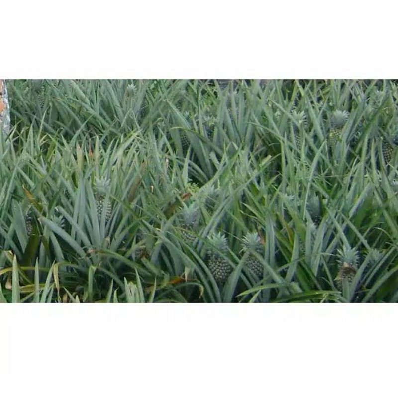 

DAUN NANAS SEGAR LANGSUNG PETIK