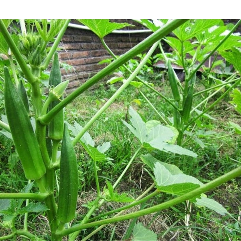 Tanaman Okra Hijau F1 Berkualitas | Pohon Okra Hijau F1