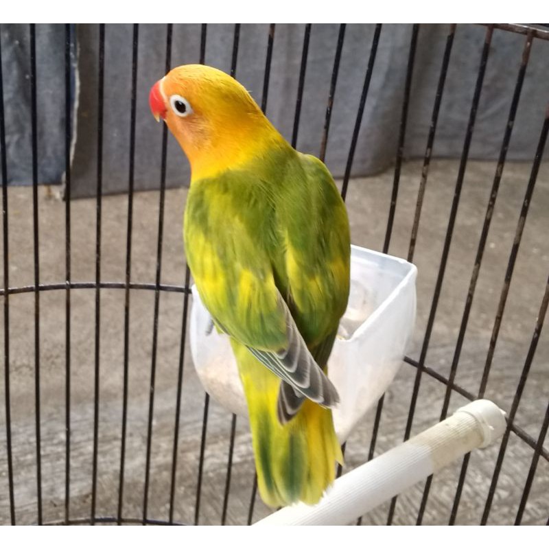 Burung love bird GS Prospek